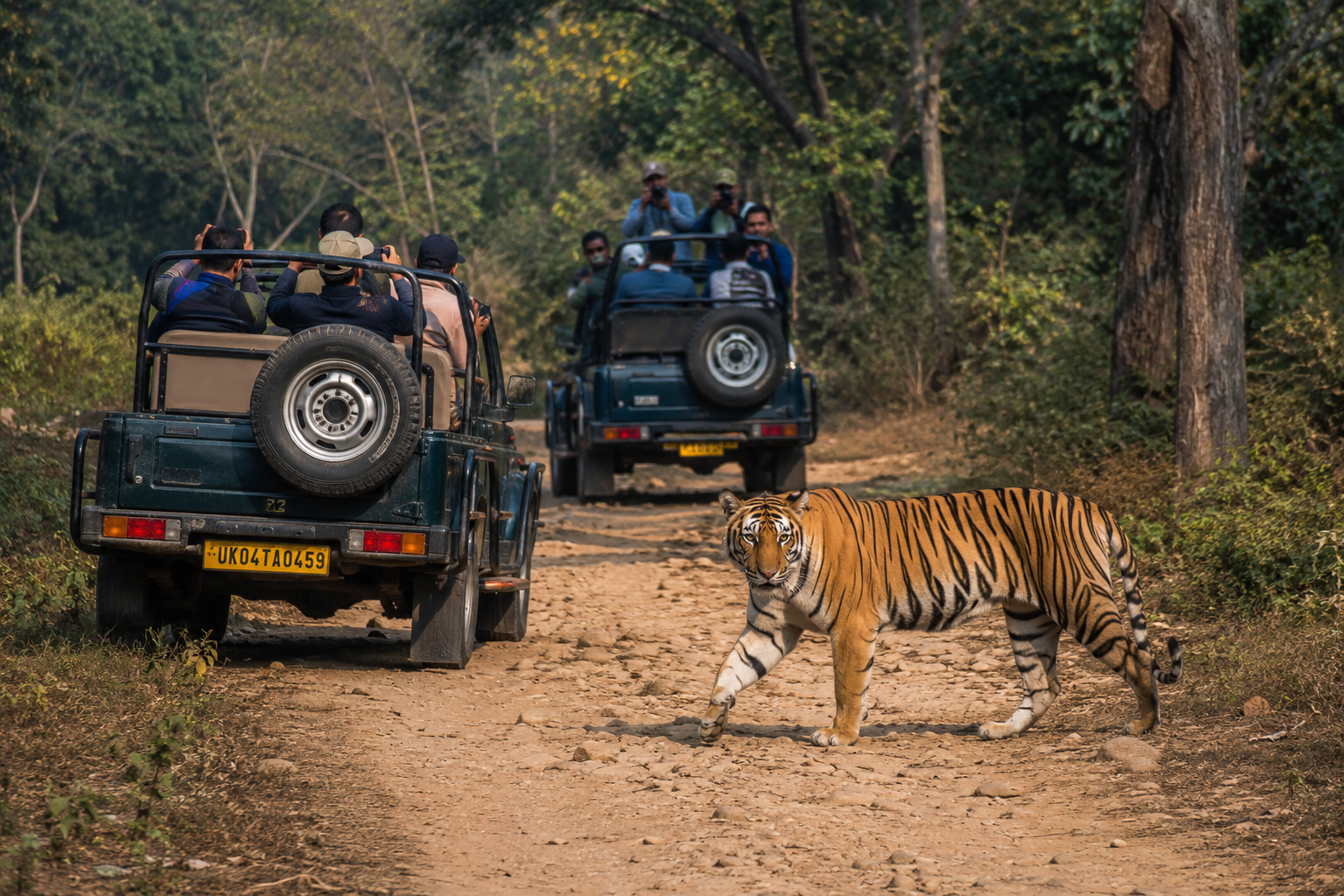 Open Jeep Safari inside Jim Corbett National Park Bijrani Zone Tracking Bengal Tiger