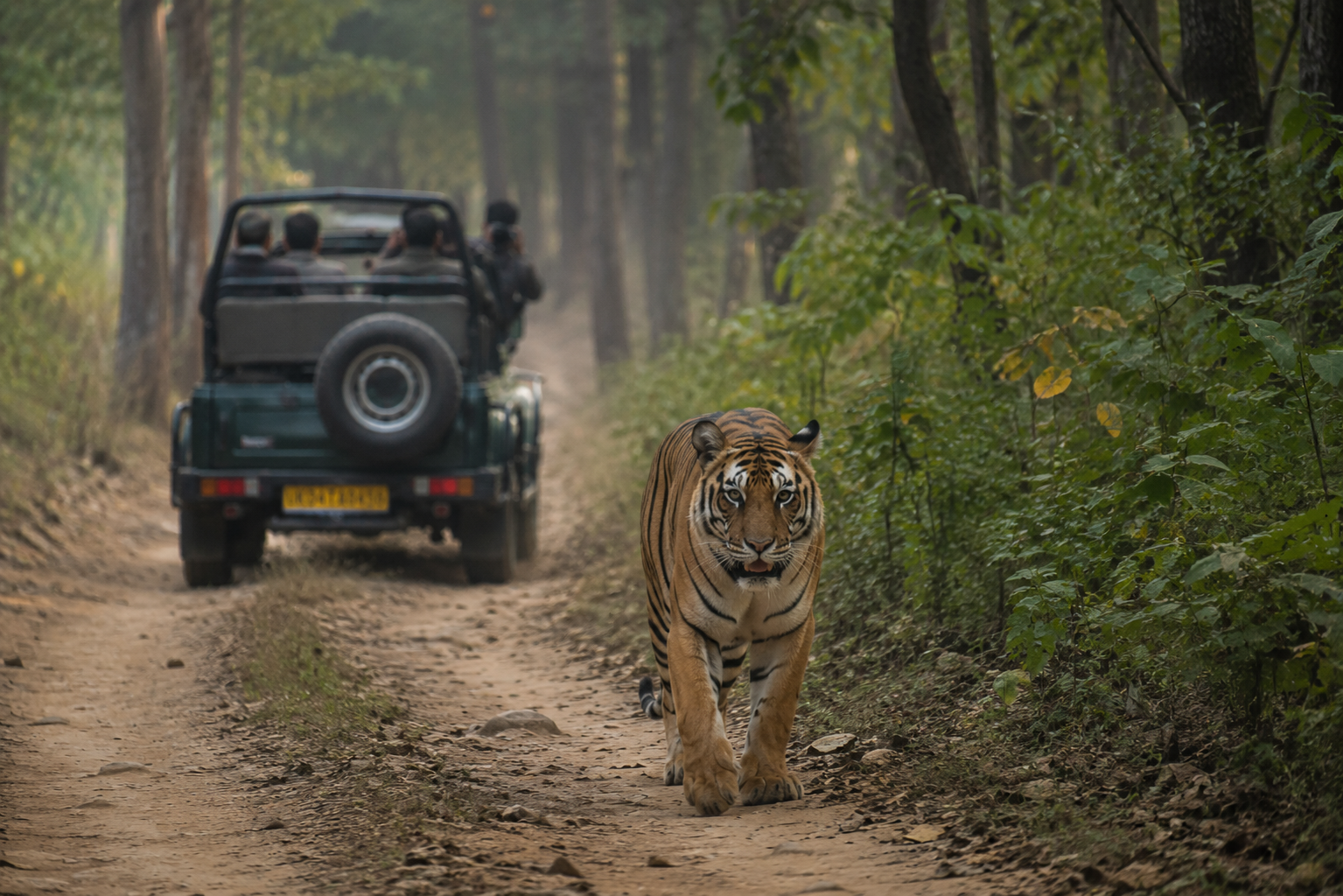 Majestic Royal Bengal Tiger tracking in Jhirna Core Zone Jim Corbett
