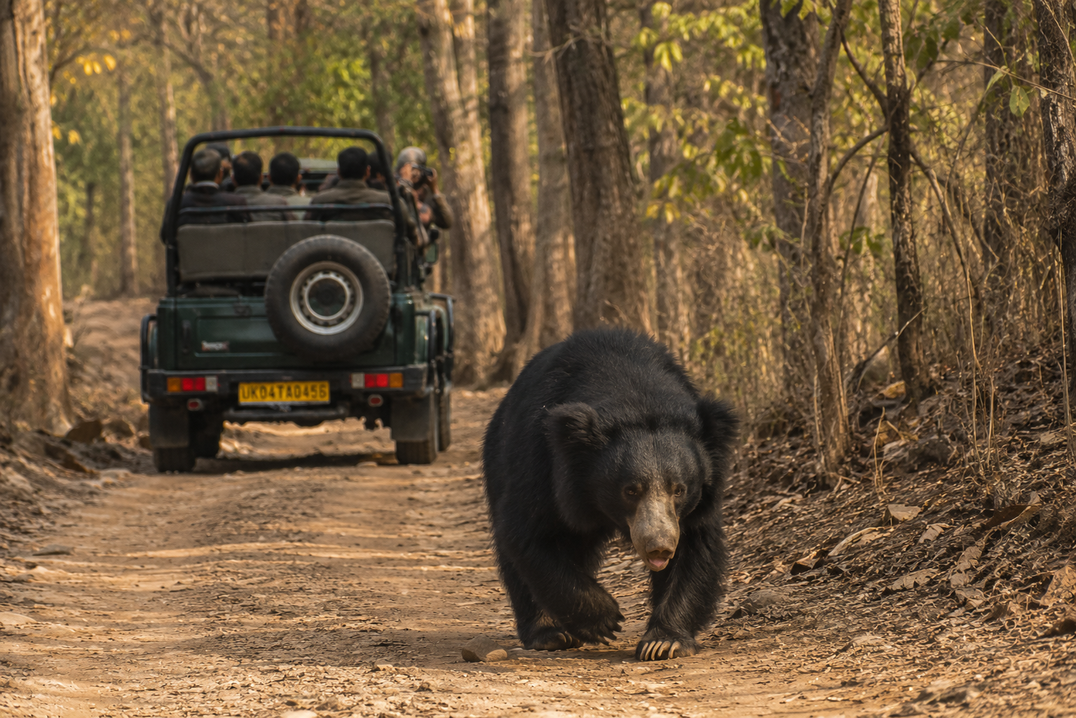 Jim Corbett National Park Bijrani Zone Open Jeep Safari Booking Tour Desk