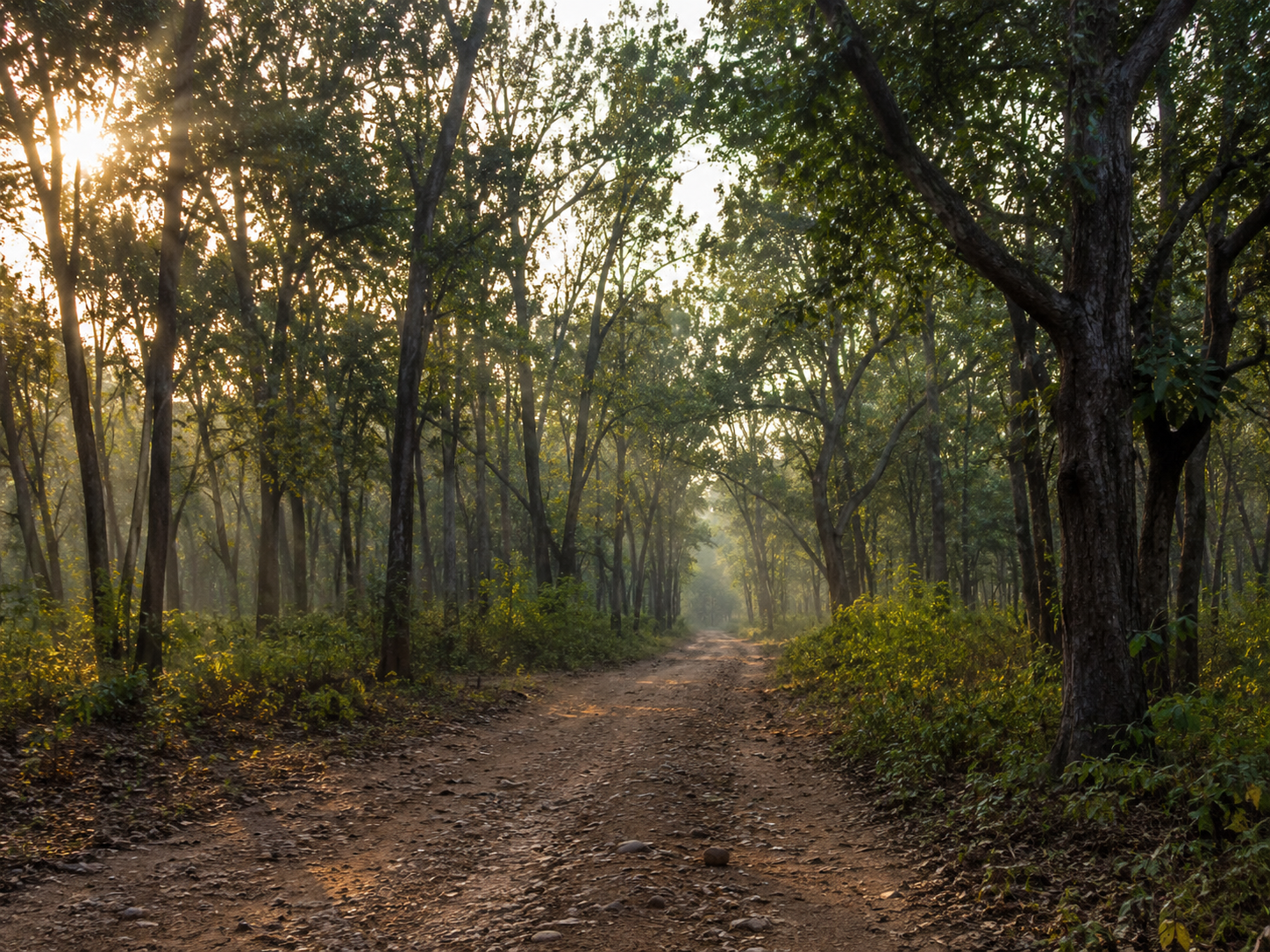 Jim Corbett Jungle Jeep Safari Booking Tour